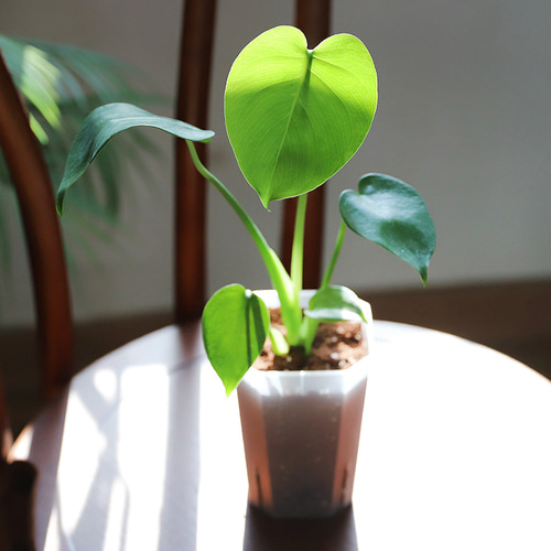 몬스테라 델리시오사 식물 키우기 패키지 키트 교육, 체험, 선물, 초보