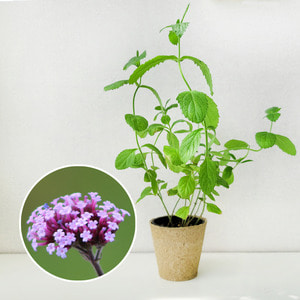 버베나 퍼플 키우기 풀 패키지 꽃 씨앗 화훼 키트 DIY